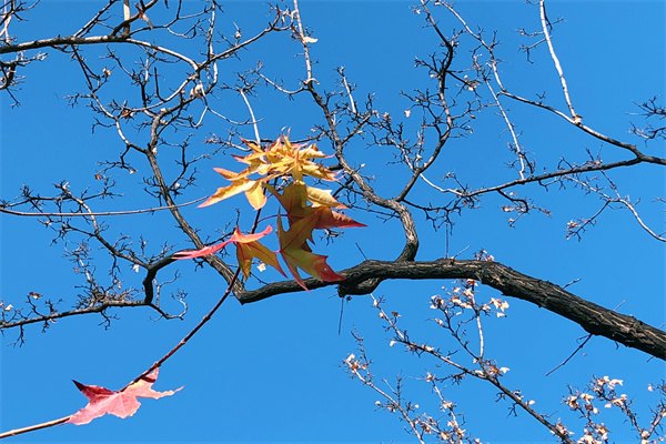 英國一年制碩士優(yōu)勢有哪些